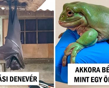 17 kép, amelyek bizonyítják, hogy néhány dolog sokkal nagyobb lehet, mint gondoltuk
