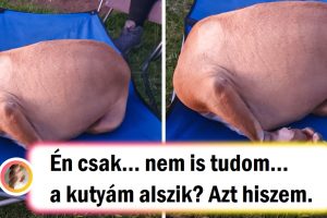 21 kép, amelyek bizonyítják, hogy a háziállatok rejtélyes módon viselkedhetnek