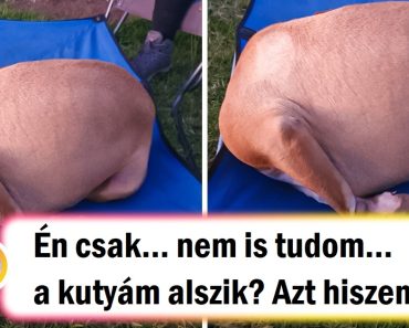 21 kép, amelyek bizonyítják, hogy a háziállatok rejtélyes módon viselkedhetnek