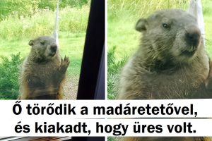 18 állat, akik elsajátították a követelőzés képességét.