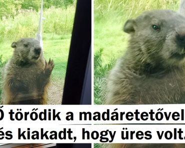 18 állat, akik elsajátították a követelőzés képességét.
