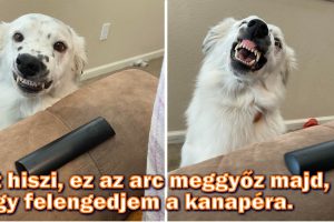15 kép állatokról, amelyekre lehetetlen mosolygás nélkül ránézni