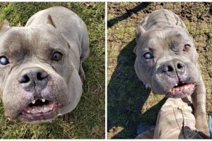 A „csúnya” pitbull, akit senki sem akart, hosszú várakozás után végre otthonra talált