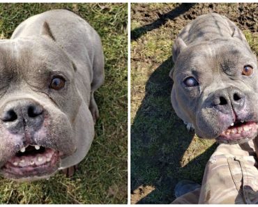 A „csúnya” pitbull, akit senki sem akart, hosszú várakozás után végre otthonra talált