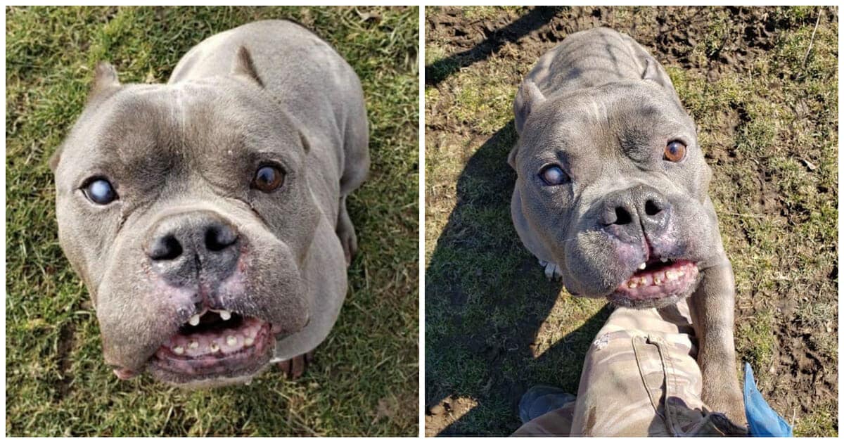 A „csúnya” pitbull, akit senki sem akart, hosszú várakozás után végre otthonra talált