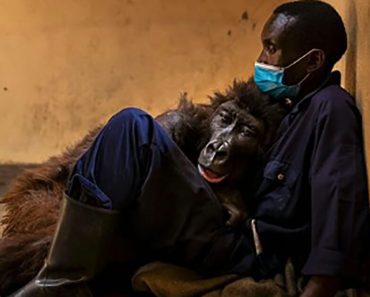 Az elárvult gorilla az utolsó pillanatait annak a férfinak az ölelésével tölti, aki kölyökkorában megmentette őt