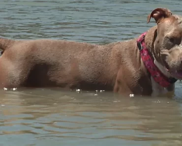 Ez a csodálatos kutya mérföldeket úszott vissza a partra, miután a gazdája azt hitte, hogy örökre eltűnt