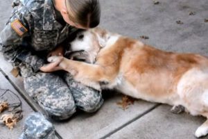 Az örömtől elöntött idős kutya földre rogy, amikor látja, hogy legjobb barátja visszatér a hadseregből