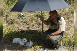A rendőr, aki a hőhullám idején megvédte a sérült kutyát a tűző naptól, örökbe fogadta a kölyköt
