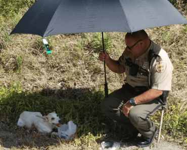 A rendőr, aki a hőhullám idején megvédte a sérült kutyát a tűző naptól, örökbe fogadta a kölyköt
