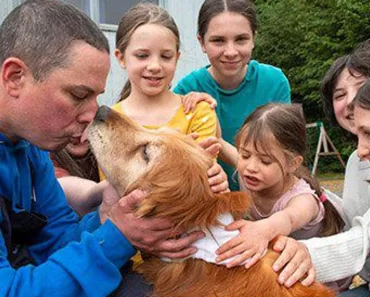 Az idős, vak golden retriever 3 hét alaszkai vadonban töltött idő után újraegyesült a családjával