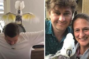 Egy depressziós kakadu meggyógyult, miután az örökbefogadó szülei minden nap táncolni kezdtek vele
