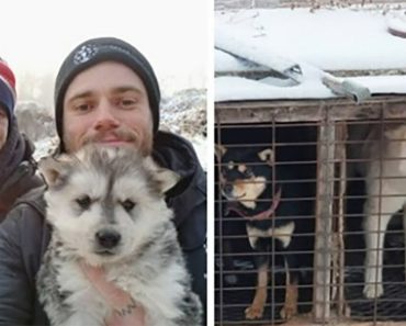 Az olimpiai síelő 90 kutyát mentett ki dél-koreai húsfarmokról, és segített bezárni az egyiket