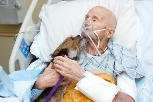 A haldokló veteránnak a hospice-ban teljesül az utolsó kívánsága: még egyszer utoljára láthatja a kutyáját