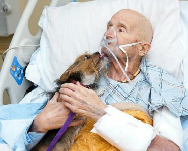 A haldokló veteránnak a hospice-ban teljesül az utolsó kívánsága: még egyszer utoljára láthatja a kutyáját
