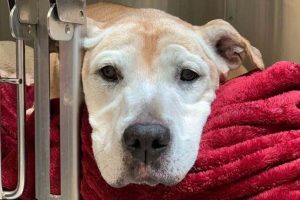 A menhelyen hagyott, elaltatásra váró idős kutya most a legjobb életét éli, miután egy állatorvos örökbe fogadta őt