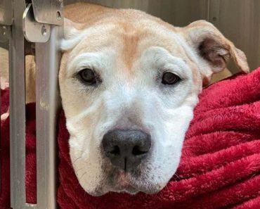 A menhelyen hagyott, elaltatásra váró idős kutya most a legjobb életét éli, miután egy állatorvos örökbe fogadta őt