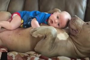 Az apa megvédi a pitbullokat, miután kritizálták, amiért hagyta, hogy a babájával aludjanak