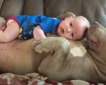 Az apa megvédi a pitbullokat, miután kritizálták, amiért hagyta, hogy a babájával aludjanak