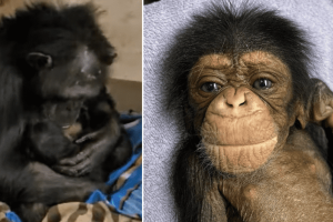 A csimpánzmamát elöntötték az érzelmek, miután újra találkozott a 2 napos csimpánzával