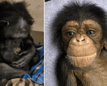A csimpánzmamát elöntötték az érzelmek, miután újra találkozott a 2 napos csimpánzával