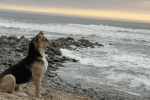 A hűséges kutya minden nap a tengerparton várja a tengeren évekkel ezelőtt elhunyt gazdáját