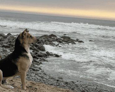A hűséges kutya minden nap a tengerparton várja a tengeren évekkel ezelőtt elhunyt gazdáját