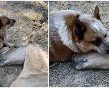 A kutya megvigasztal egy elárvult, 9 napos csikót az anyja halála után, szárnyai alá veszi a lovat