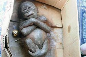 Egy kartondobozban mumifikálva talált újszülött orangután hihetetlen átalakuláson megy keresztül