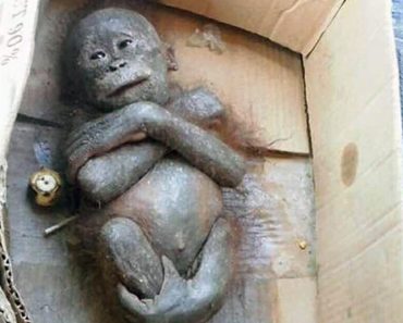 Egy kartondobozban mumifikálva talált újszülött orangután hihetetlen átalakuláson megy keresztül