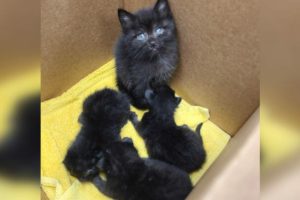 „A világ legfelelősségteljesebb cicája”: 6 hetes cicát találtak három újszülöttről gondoskodva