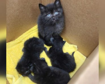 „A világ legfelelősségteljesebb cicája”: 6 hetes cicát találtak három újszülöttről gondoskodva