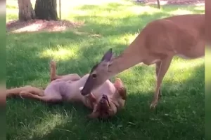 Egy „őzike” barát: Golden Retriever megosztja figyelemre méltó életre szóló barátságát az őzzel.