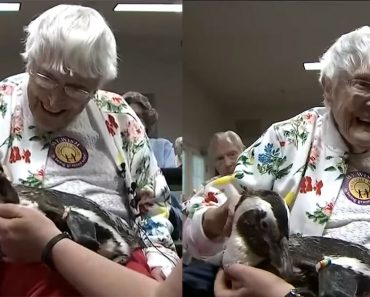 A 104 éves asszonynak teljesül élete álmát, hogy megsimogathat egy pingvint: “Soha nem gondoltam volna, hogy ez megtörténik”