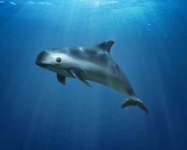 Ez a lenyűgöző vaquita, a világ legritkább állata. Mindössze 10 példány létezik belőlük. Ez a lenyűgöző vaquita, a világ legritkább állata. Mindössze 10 példány létezik belőlük.