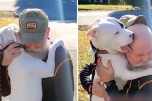 A boldog pitbull nem tudja abbahagyni az ölelést és a puszilgatást az új apukájával, miután örökbe fogadták.