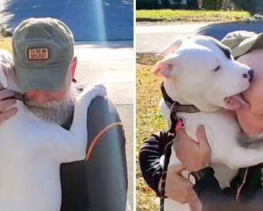 A boldog pitbull nem tudja abbahagyni az ölelést és a puszilgatást az új apukájával, miután örökbe fogadták. A boldog pitbull nem tudja abbahagyni az ölelést és a puszilgatást az új apukájával, miután örökbe fogadták.