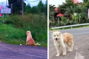 Ez a kutya 4 évig várta a gazdáit, mindig ugyanazon a helyen: végül visszajöttek érte.
