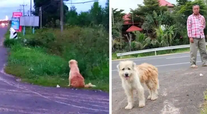 Ez a kutya 4 évig várta a gazdáit, mindig ugyanazon a helyen: végül visszajöttek érte.
