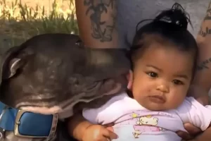 A rémült szülők rájöttek, hogy a pitbull a pelenkájánál fogva húzta ki kisbabájukat a tomboló lakástűzből