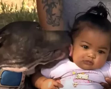 A rémült szülők rájöttek, hogy a pitbull a pelenkájánál fogva húzta ki kisbabájukat a tomboló lakástűzből