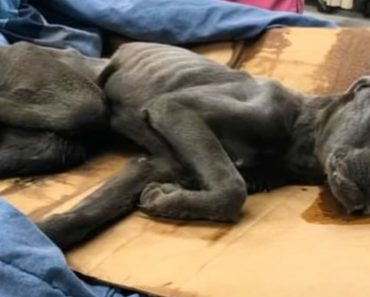 3 évvel ezelőtt ez a kutya haldoklott – bebizonyítja, hogy történnek csodák 3 évvel ezelőtt ez a kutya haldoklott – bebizonyítja, hogy történnek csodák