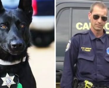 Halálra akarták verni a rendőrt – majd hűséges kutyatársa futott, hogy megmentse