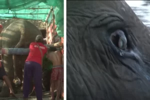 A 73 éves elefánt sírását hallják, amikor megmentik az 50 évig tartó bántalmazásból