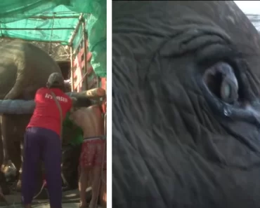 A 73 éves elefánt sírását hallják, amikor megmentik az 50 évig tartó bántalmazásból