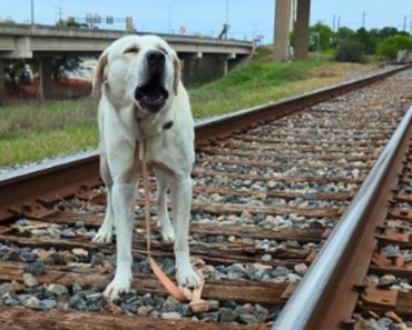 A vonatsínekhez kötözve talált kutya közeledni látja a halált – egy angyal ugrik ki, közvetlenül a baleset előtt