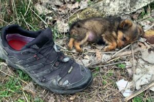 A férfi megmenti a kóbor kiskutyát, akit egy régi cipőben találtak