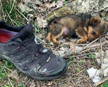 A férfi megmenti a kóbor kiskutyát, akit egy régi cipőben találtak