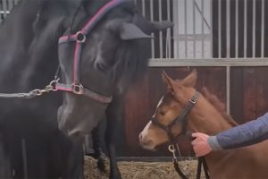 A kanca feldúlt a csikója halála miatt – de nézd, amikor találkozik a gyönyörű árvával!