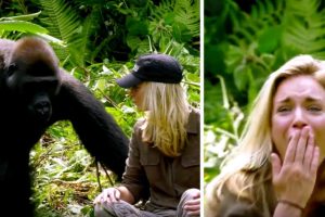 6 évvel a gorilla felnevelése után bemutatja neki a feleségét: a figyelmeztetések ellenére túl közel kerül hozzá